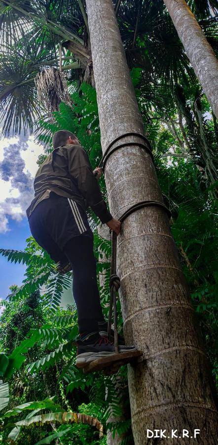 Lodge Pacaya Samiria Amazon Nauta