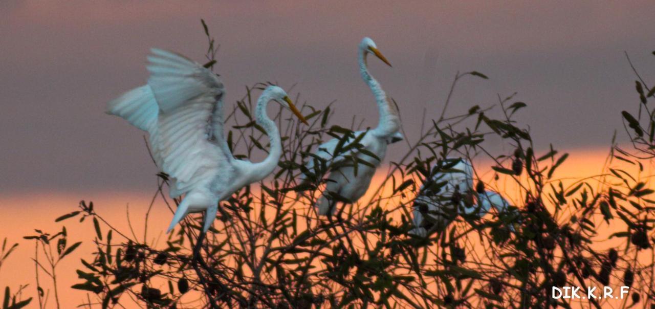 Lodge Pacaya Samiria Amazon