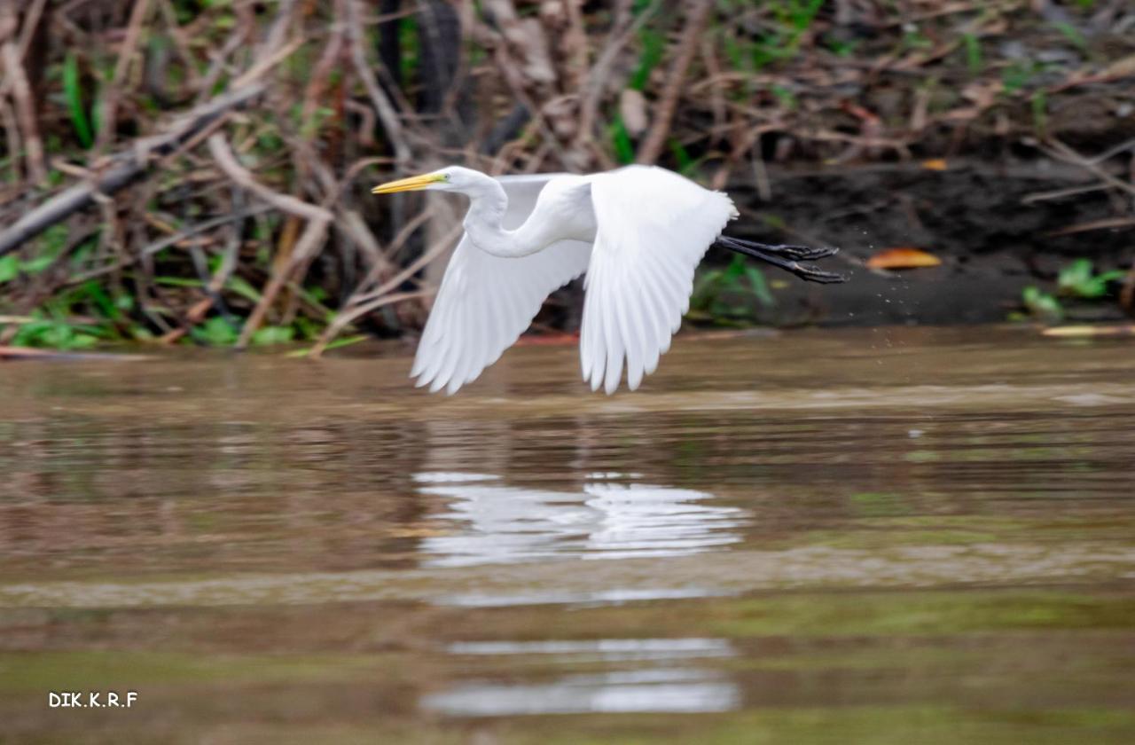 Lodge Pacaya Samiria Amazon *