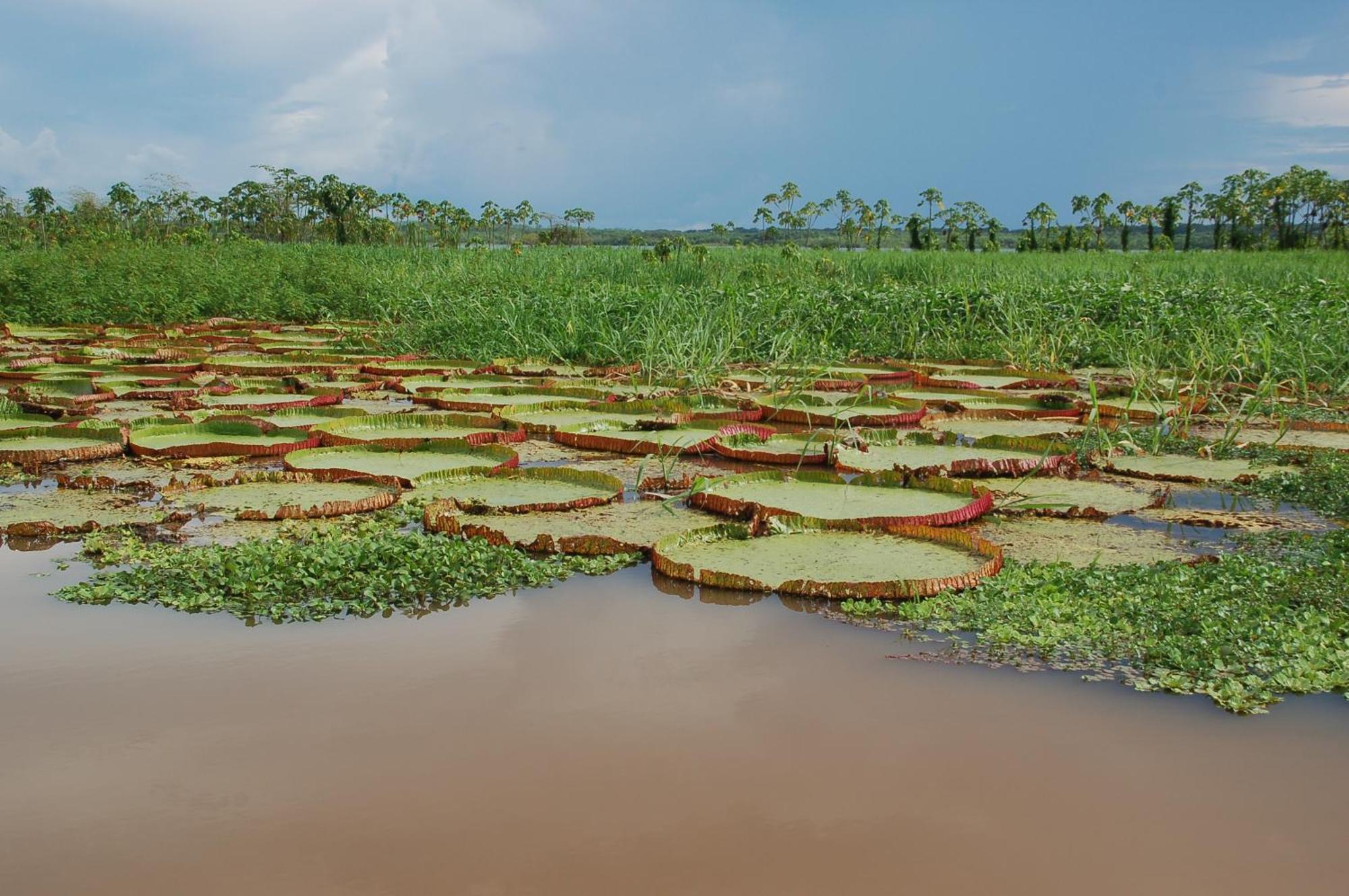 Pacaya Samiria Amazon Lodge
